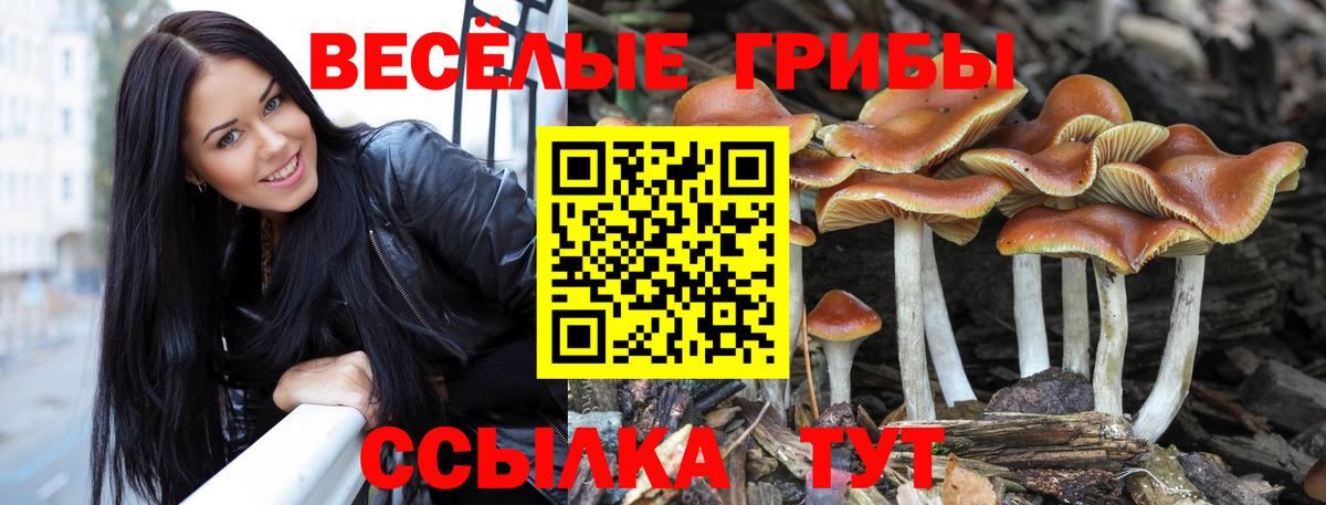 Псилоцибиновые грибы мухоморы  даркнет сайт  Россия 